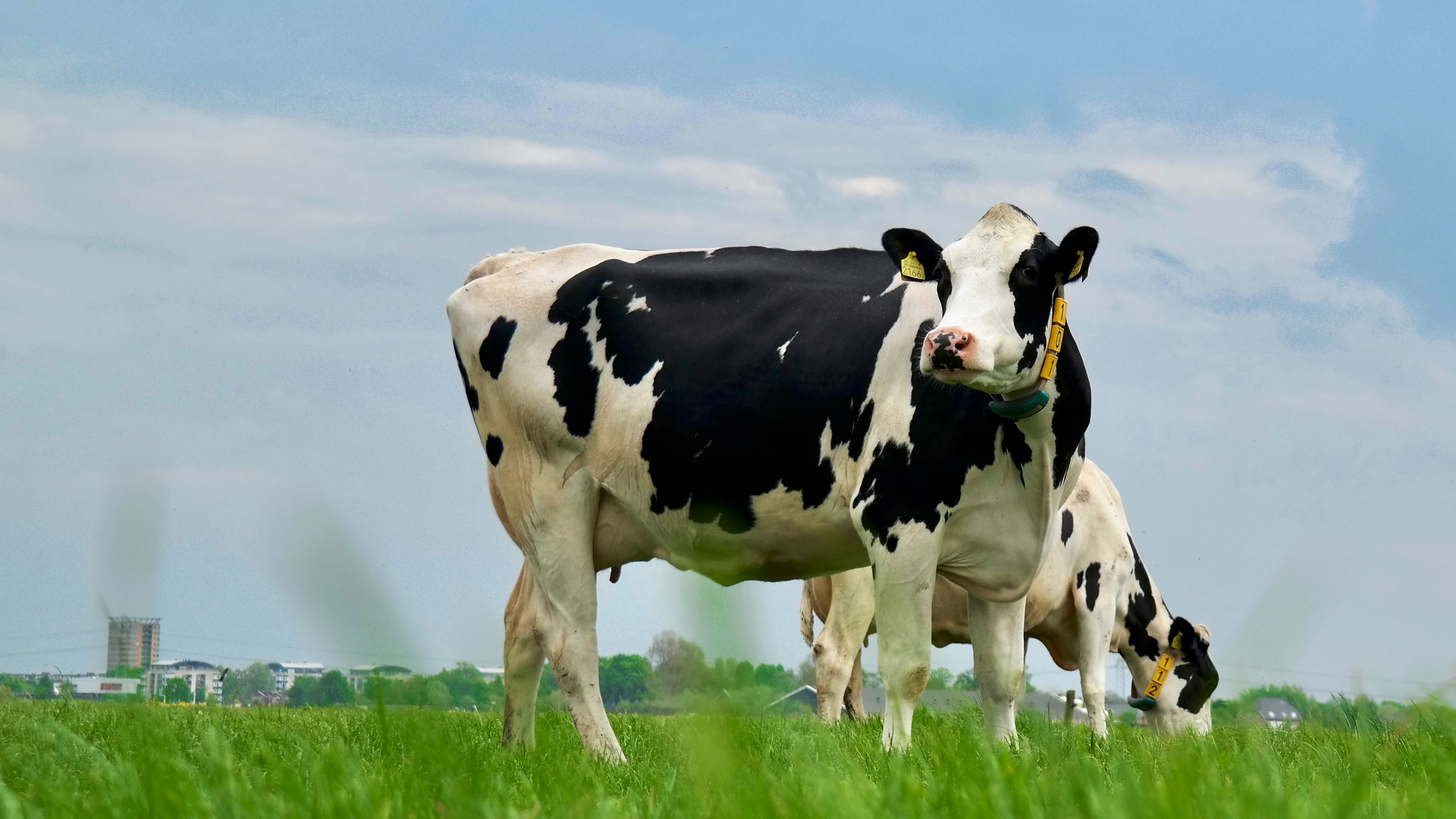 Dairy cows grazing on a Kenyan farm