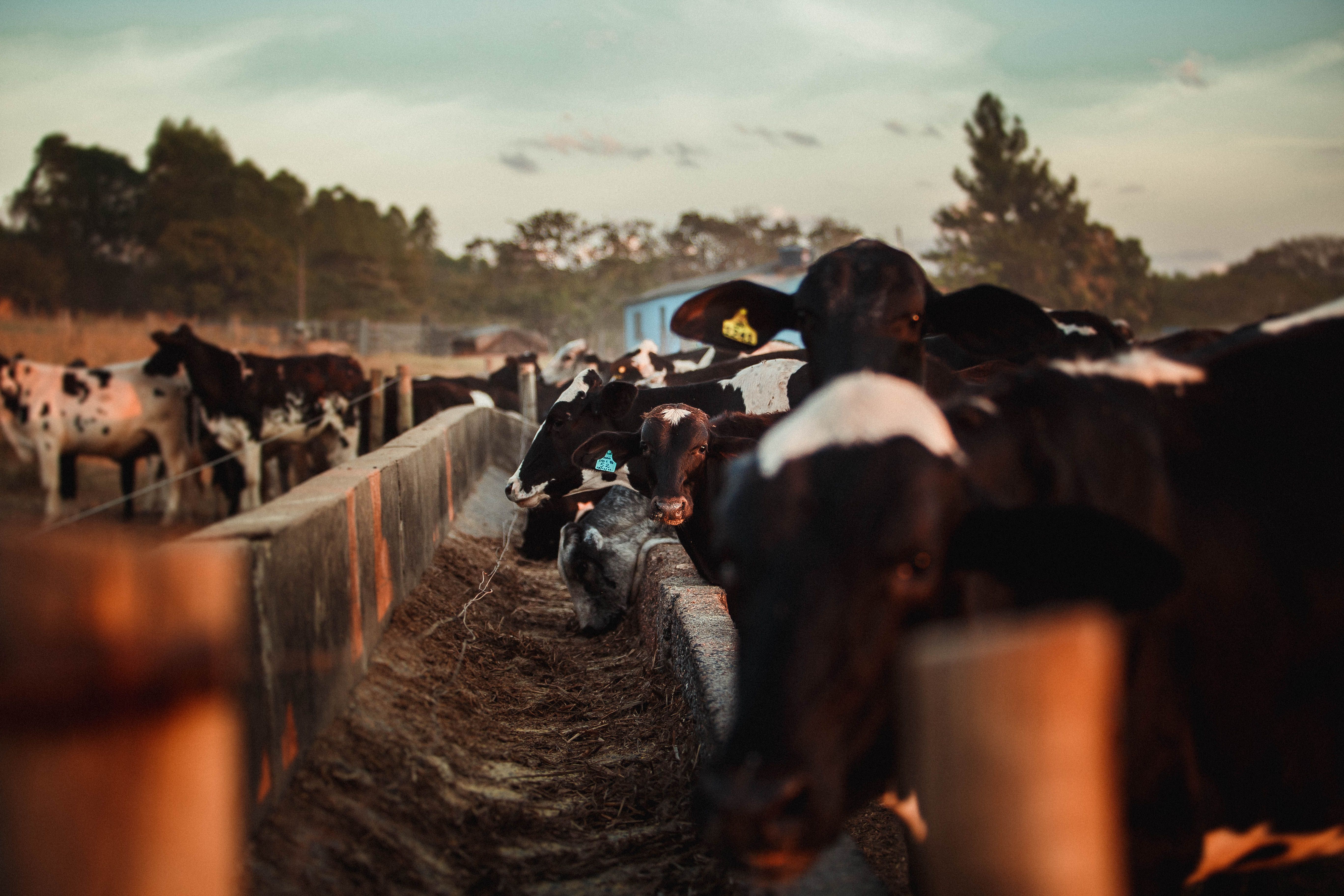 Vet visiting a dairy farm