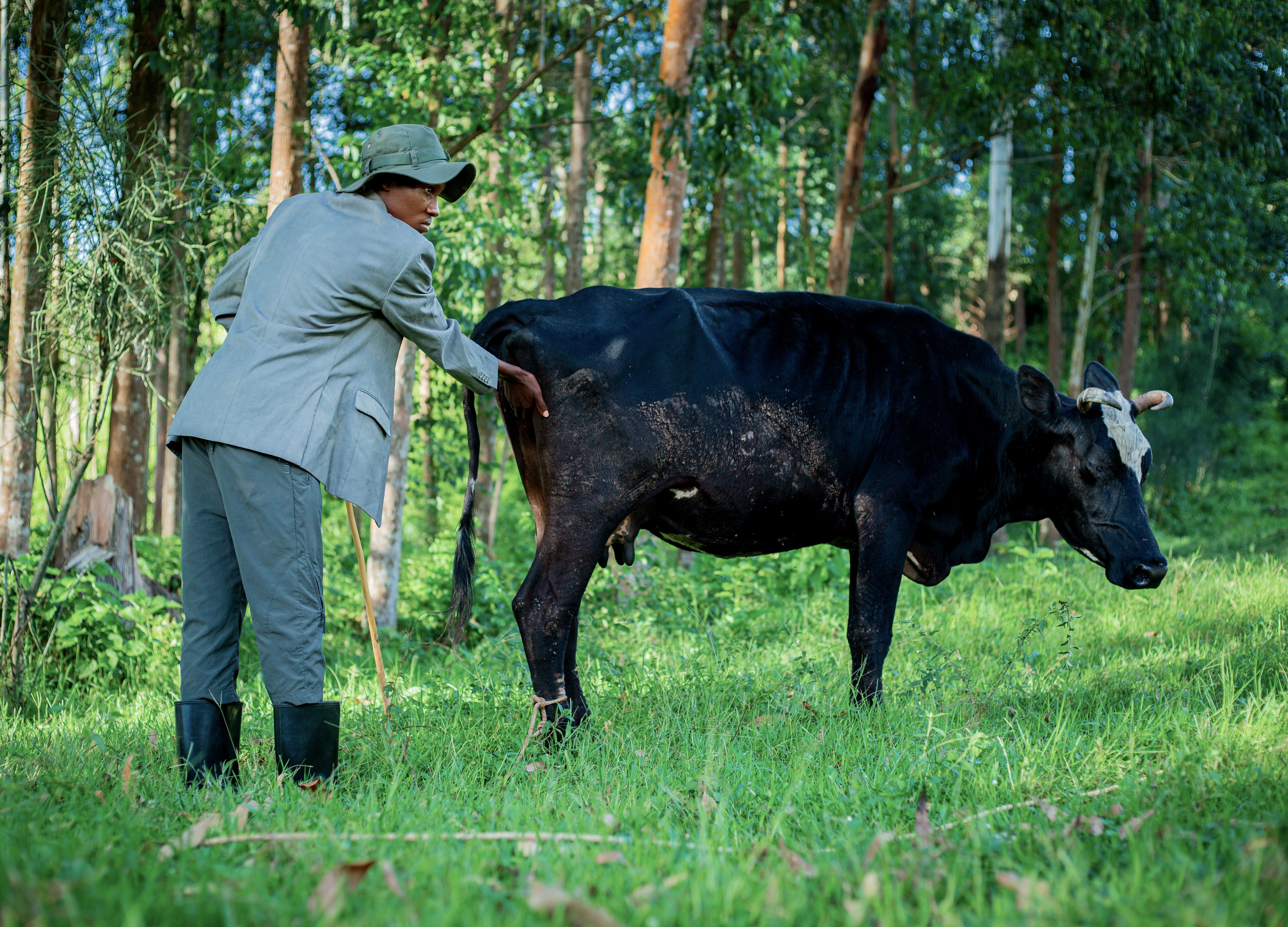 Veterinarian examining a dairy cow on a farm